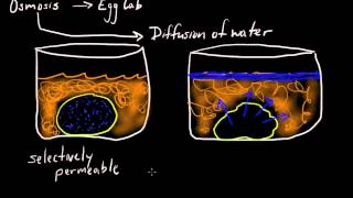 Cell Membrane Osmosis selectively permeable [upl. by Scharff]