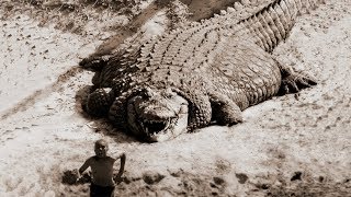 TOP 10 BIGGEST CROCODILES In The World [upl. by Ttelracs]