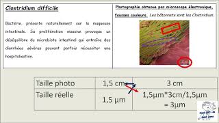 Calculer la taille des microorganismes [upl. by Llebasi]