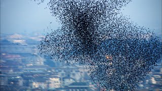 Ten Million Starlings Swarm 7 Tonnes of Bird Poo  Superswarm  BBC Earth [upl. by Aivad]