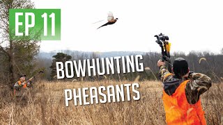 PHEASANT HUNTING WITH OUR BOWS [upl. by Avle]