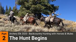 Archery Elk 2020  Backcountry Hunting with Horses amp Mules Part 2  The Hunt Begins [upl. by Greenwood846]