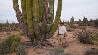 Cardon the worlds largest cactus [upl. by Dominus897]