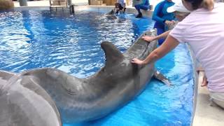 Petting amp Feeding Dolphins [upl. by Zosema]