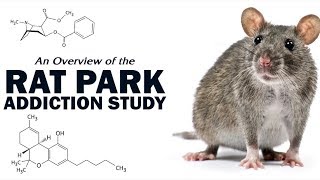 Beating Drug Addiction  The Rat Park Experiment [upl. by Deuno189]