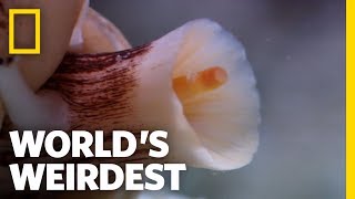 The Deadly Cone Snail  Worlds Weirdest [upl. by Stoddard]