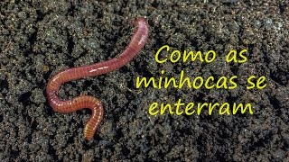 Bichos de Jardim  Como as minhocas se enterram [upl. by Blank]