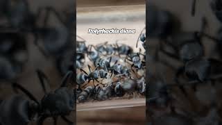 Polyrhachis Diana  S25 ultra vidéo [upl. by Enyawud]