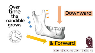 How does the mandible grow [upl. by Kinney]