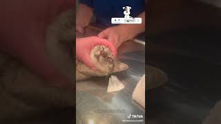 Botfly Removal From Kittens Nose shortsfeed youtubeshort [upl. by Ingaberg263]