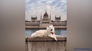 Samoyeds being the cutest and funniest dogs for 5 minutes straight [upl. by Selij]