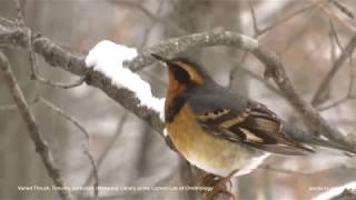 Varied Thrush [upl. by Claudine]