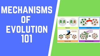 Mechanisms of Evolution 101 [upl. by Mercola]