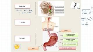 ANATOMIA SITEMULUI DIGESTIV [upl. by Acirahs35]