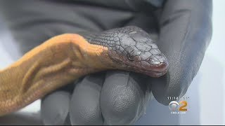 YellowBellied Sea Snake Washes Up In Newport Beach [upl. by Ailes]