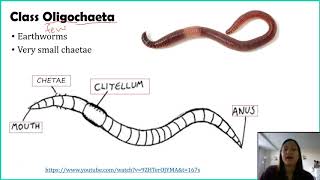 Phylum Annelida [upl. by Jana]