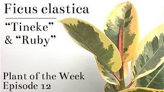 How To Care For Ficus elastica “Tineke” amp “Ruby” Variegated Rubber Tree  Plant Of The Week Ep 12 [upl. by Xer]