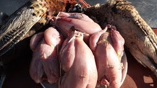 How To Prepare And Cook A PheasantPart 1 Bird Preparation [upl. by Kaja]