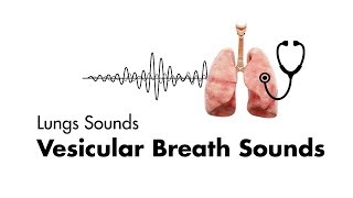 Vesicular Breath Sounds  Normal Lung Sounds  MEDZCOOL [upl. by Anairad]