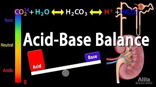 Acid Base Balance Animation [upl. by Essirehc]