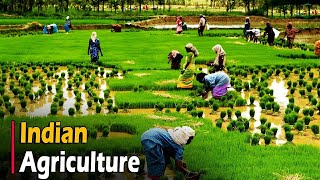 AGRICULTURE IN INDIA  Documentary [upl. by Aratas]