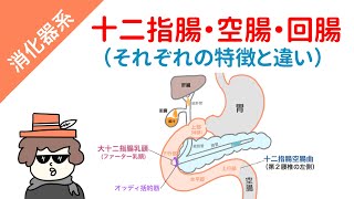 【国試対策】十二指腸・空腸・回腸（それぞれの特徴と違い） [upl. by Manda]