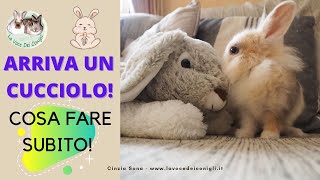 ARRIVA UN CUCCIOLO DI CONIGLIO le cose importanti da fare [upl. by Bobker718]