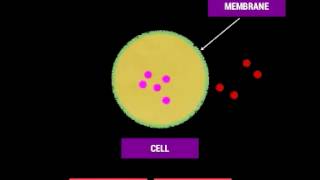 Cell Membrane and Selective Permeability [upl. by Tiffani925]