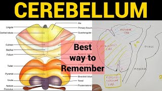 Cerebellum 1  Anatomy amp Physiology [upl. by Kat465]