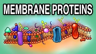 MEMBRANE PROTEINS  Types and Functions [upl. by Silecara]