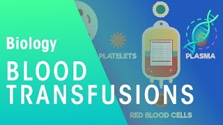 Blood transfusion  Health  Biology  FuseSchool [upl. by Hanah763]