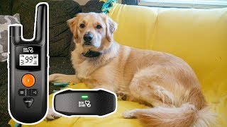 Dog Care Dog Shock Collar Review  Remote Dog Training Collar [upl. by Nnod61]