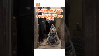 Christmas Tree Samoyed Surprise in the Lift 🎄🐶  Pooches Station shorts dog animals [upl. by Marilee]