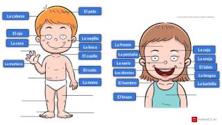 Vocabulario del cuerpo humano español  Vocabulary of the human body spanish [upl. by Alika]