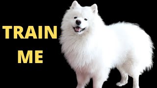 So You Think You Can Train A Samoyed [upl. by Kciderf]