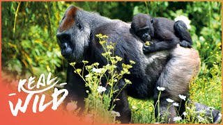 The Lives Of The Rwandan Mountain Gorillas  Gorillas From The Heart Of Darkness  Real Wild [upl. by Winslow837]