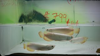 ASIAN AROWANA FISH STORE and FARM TOUR in Singapore [upl. by Richard]