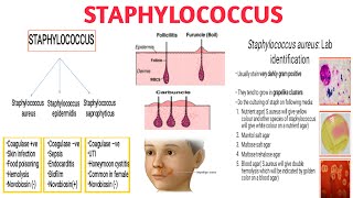 Staphylococcus II Pathogenicity II Clinical significance II Diagnosis and treatment [upl. by Yseulta775]