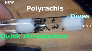 Polyrachis Dives  Ep1 Setup And Intro [upl. by Yahsram]