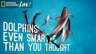 Dolphins Even Smarter Than You Thought  Nat Geo Live [upl. by Ytsirhk]