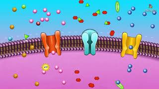 Cell membrane permeability  Animated membrane physiology [upl. by Certie874]