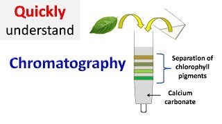 Chromatography [upl. by Ck]