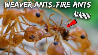 Ant War Weaver Ants vs Fire Ants [upl. by Johnson286]