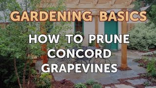 How to Prune Concord Grapevines [upl. by Cordle]