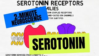 2Minute Neuroscience Serotonin [upl. by Llecrad]