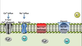 Digoxin  Mechanism of Action [upl. by Anaila]