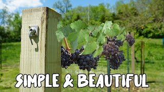 How to build a Grape Vine Trellis [upl. by Bate303]