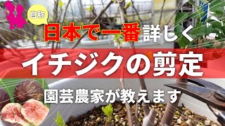 【永久保存版】イチジクの剪定を園芸農家が超詳しく実演解説します！ [upl. by Htidirrem]