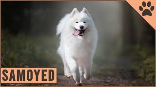 Samoyed  Everything about the dog breed [upl. by Yursa]