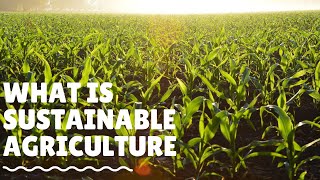 What is Sustainable Agriculture And How We Practice It [upl. by Fiske100]